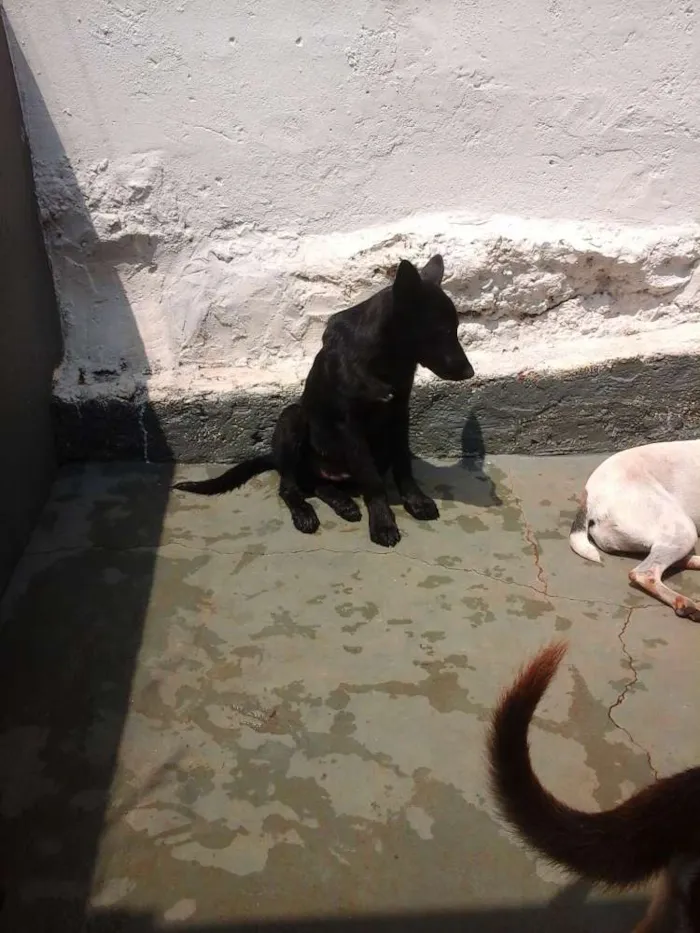 Cachorro ra a Mix Pastor Preto idade 2 a 6 meses nome Wolf