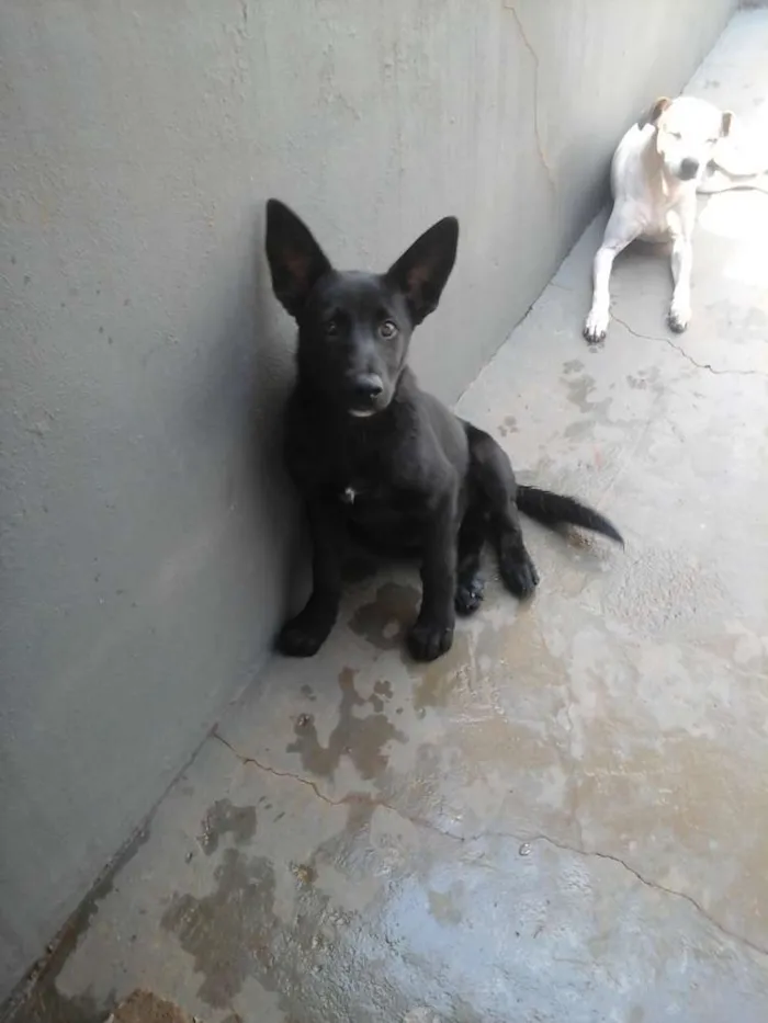 Cachorro ra a Mix Pastor Preto idade 2 a 6 meses nome Wolf