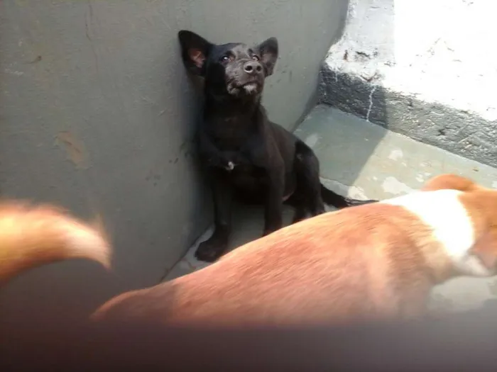 Cachorro ra a Mix Pastor Preto idade 2 a 6 meses nome Wolf