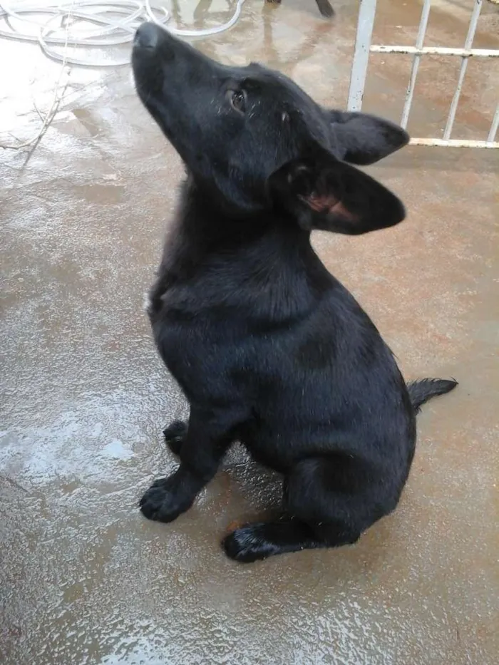 Cachorro ra a Mix Pastor Preto idade 2 a 6 meses nome Wolf
