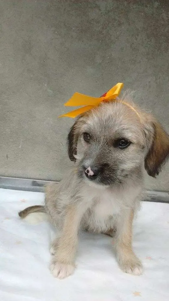 Cachorro ra a srd idade 2 a 6 meses nome bebes caucaia