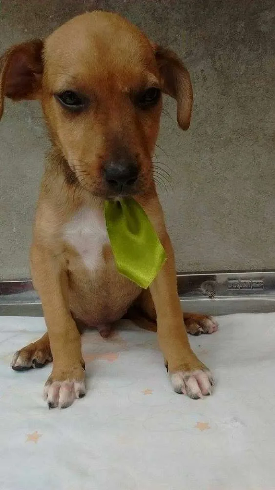Cachorro ra a srd idade 2 a 6 meses nome bebes caucaia