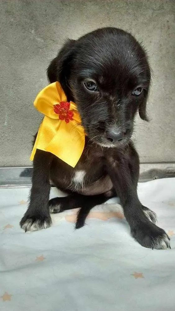 Cachorro ra a srd idade 2 a 6 meses nome bebes caucaia