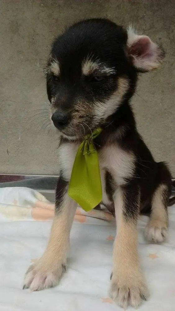 Cachorro ra a srd idade 2 a 6 meses nome bebes caucaia