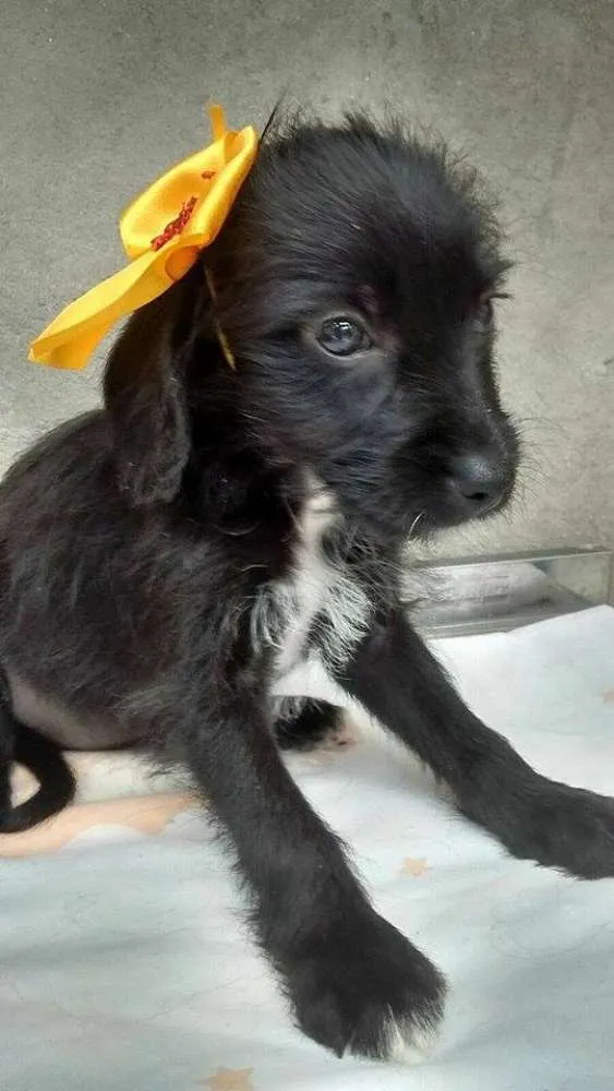 Cachorro ra a srd idade 2 a 6 meses nome bebes caucaia