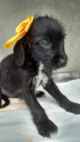 bebes caucaia
