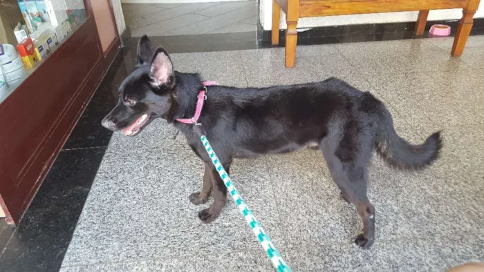Cachorro ra a SRD idade 1 ano nome Pulguento