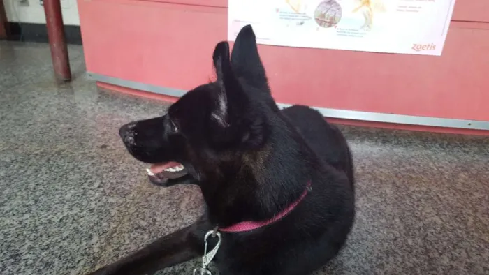 Cachorro ra a SRD idade 1 ano nome Pulguento