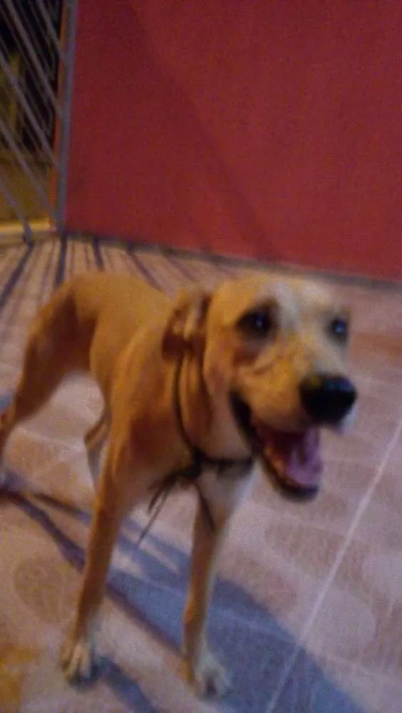 Cachorro ra a vira lata idade 7 a 11 meses nome Mel