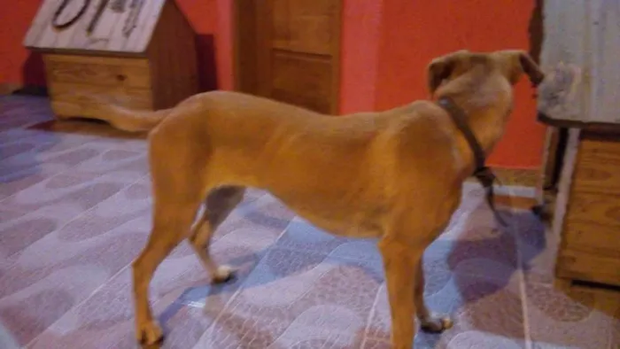 Cachorro ra a vira lata idade 7 a 11 meses nome Mel