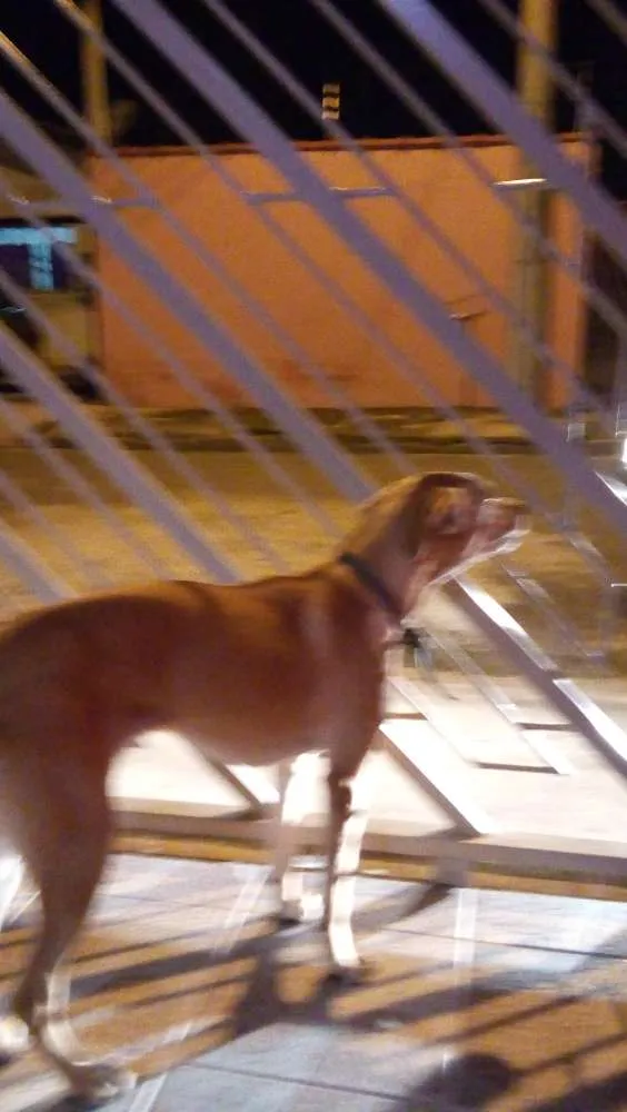 Cachorro ra a vira lata idade 7 a 11 meses nome Mel