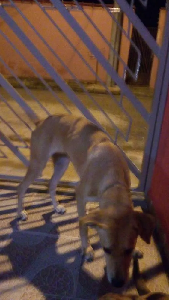 Cachorro ra a vira lata idade 7 a 11 meses nome Mel