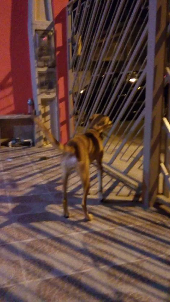 Cachorro ra a vira lata idade 7 a 11 meses nome Mel