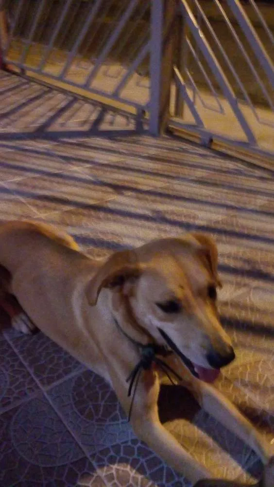 Cachorro ra a vira lata idade 7 a 11 meses nome Mel