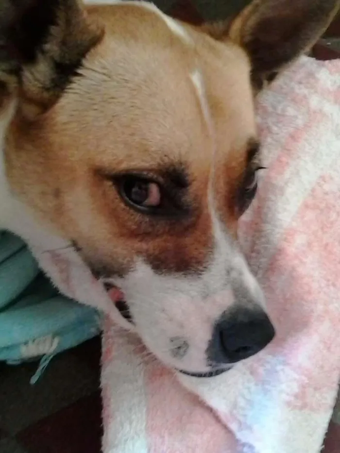 Cachorro ra a SRD idade 3 anos nome Tina