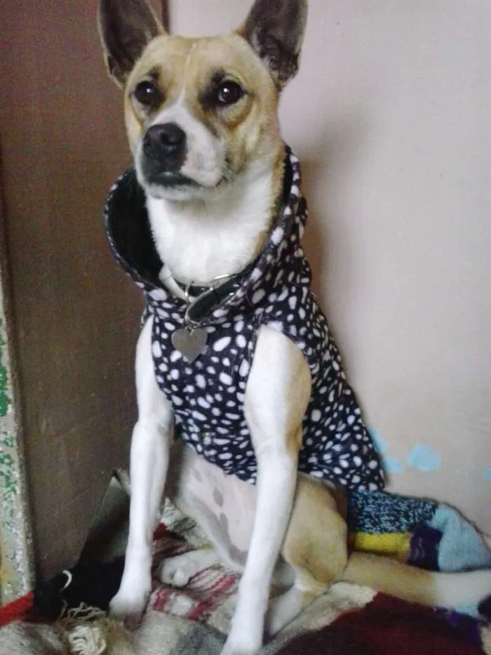 Cachorro ra a SRD idade 3 anos nome Tina