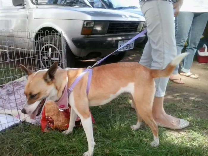 Cachorro ra a SRD idade 3 anos nome Tina