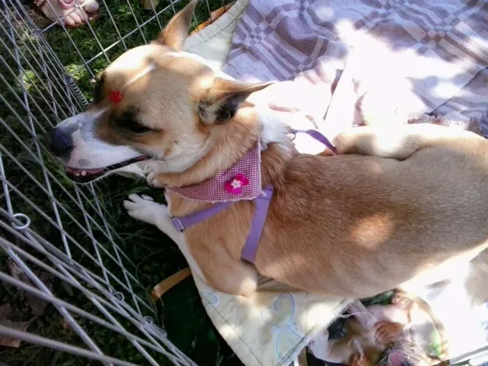 Cachorro ra a SRD idade 3 anos nome Tina