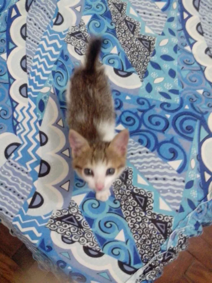 Gato raça Vira-lata idade Abaixo de 2 meses nome Sem nome
