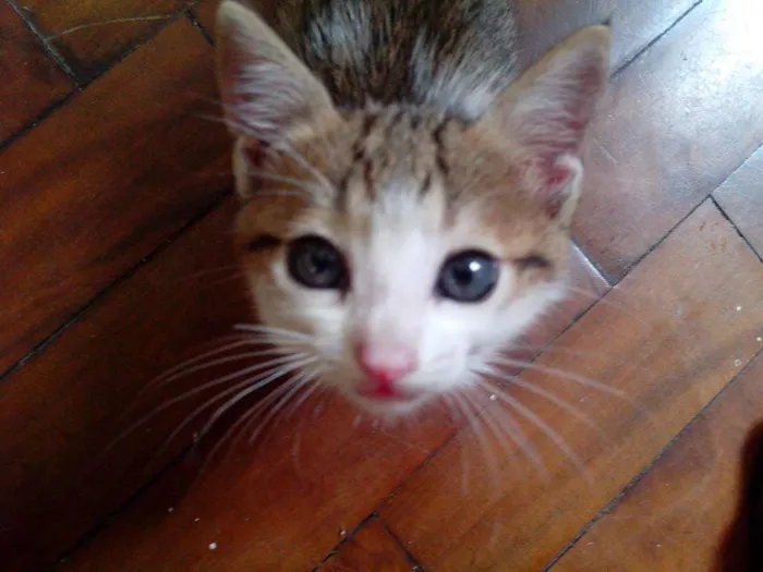 Gato raça Vira-lata idade Abaixo de 2 meses nome Sem nome