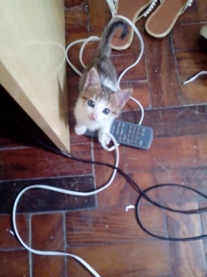 Gato raça Vira-lata idade Abaixo de 2 meses nome Sem nome