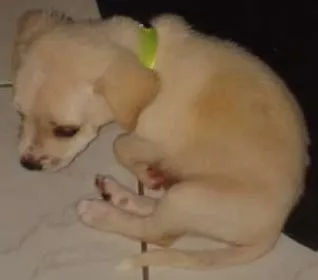 Cachorro ra a misturado idade Abaixo de 2 meses nome tiko