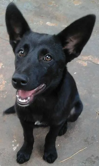 Cachorro ra a Mix Pastor Preto idade 2 a 6 meses nome Wolf