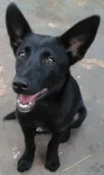 Wolf