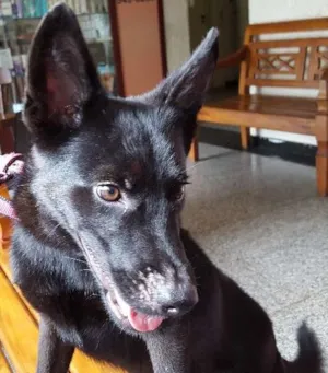 Cachorro raça SRD idade 1 ano nome Pulguento