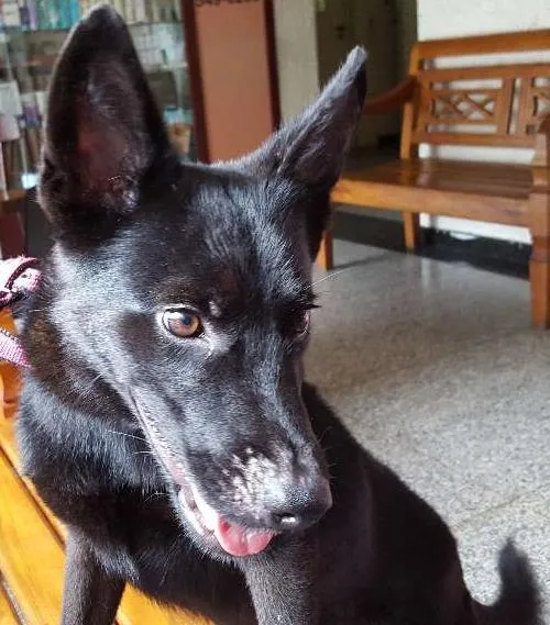 Cachorro ra a SRD idade 1 ano nome Pulguento