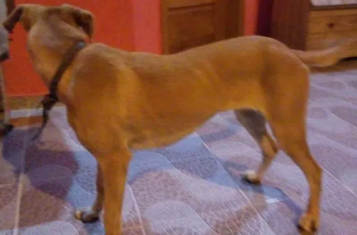 Cachorro ra a vira lata idade 7 a 11 meses nome Mel