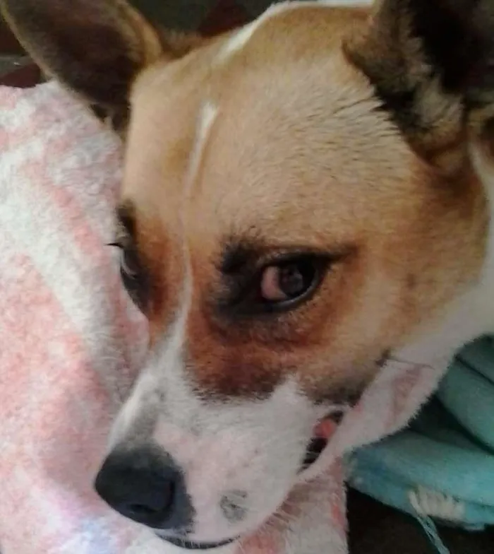 Cachorro ra a SRD idade 3 anos nome Tina