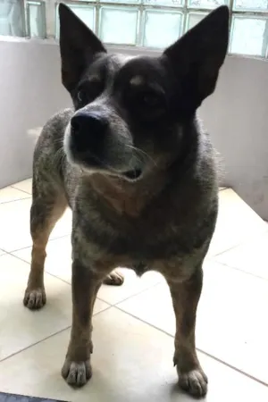 Cachorro raça Australian castle dog idade 6 ou mais anos nome Brad