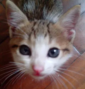 Gato raça Vira-lata idade Abaixo de 2 meses nome Sem nome