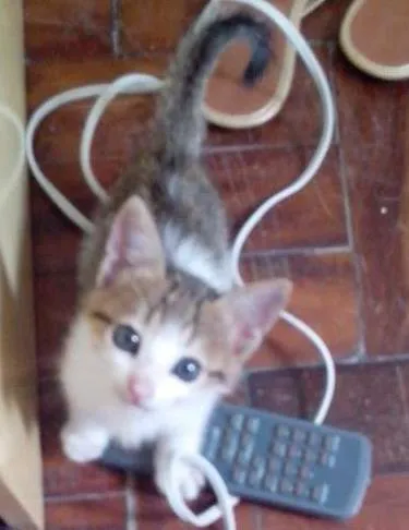 Gato raça Vira-lata idade Abaixo de 2 meses nome Sem nome