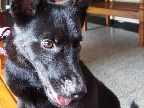 Cachorro ra a SRD idade 1 ano nome Pulguento