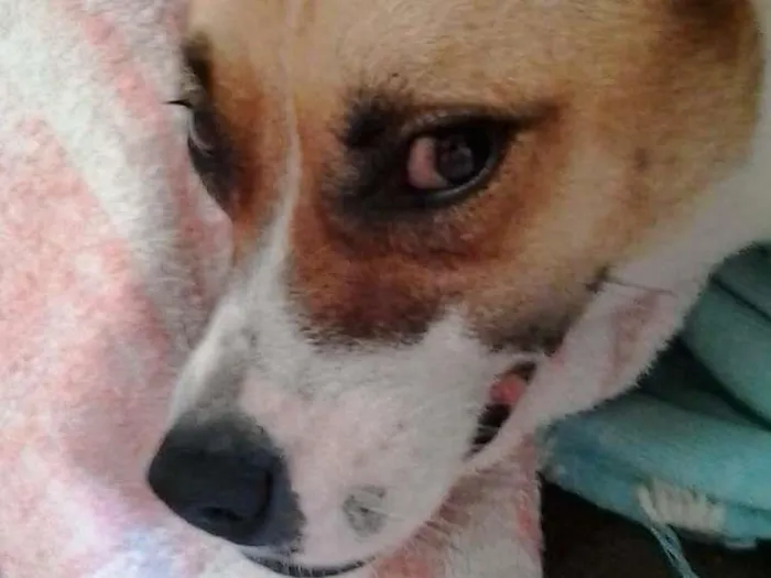 Cachorro ra a SRD idade 3 anos nome Tina