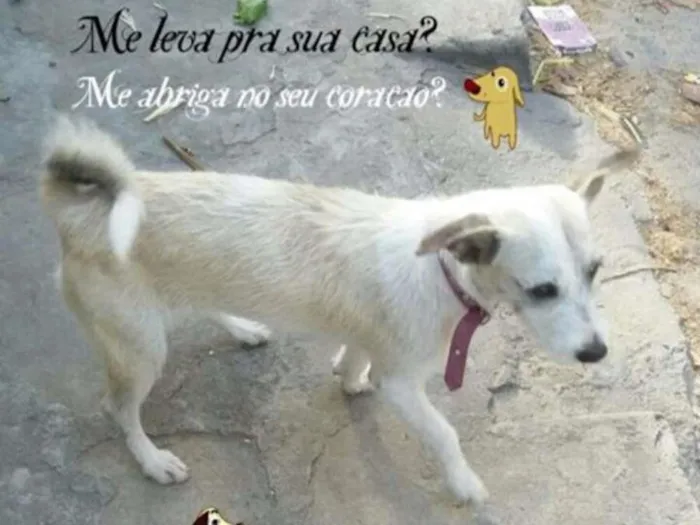 Cachorro ra a SRD idade 7 a 11 meses nome Justine
