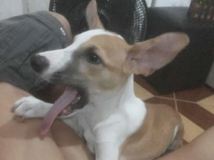 Cachorro ra a Vira lata idade 2 a 6 meses nome Astor