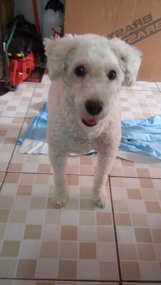 Cachorro raça Poodle  idade 6 ou mais anos nome Sasha