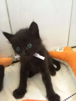 Gato raça nao definida idade 2 a 6 meses nome dorian