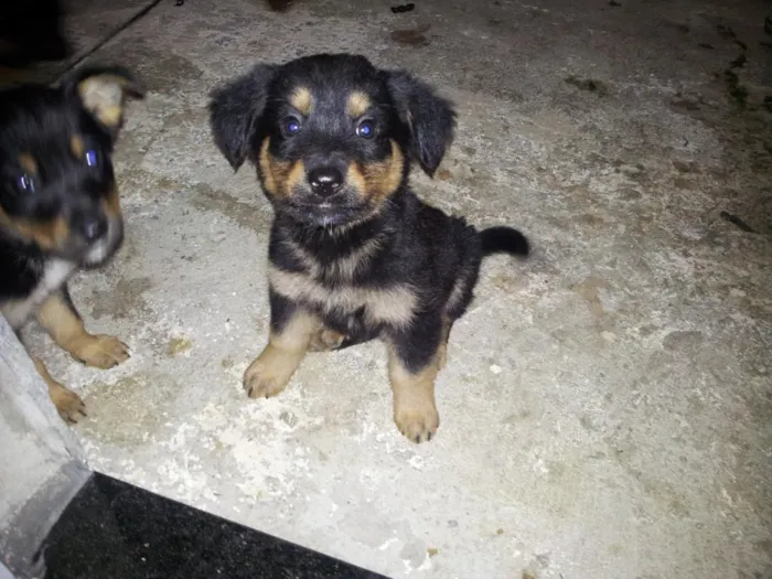Cachorro ra a srd idade Abaixo de 2 meses nome sem nome