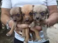 Filhotes para doação