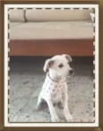 Bernard