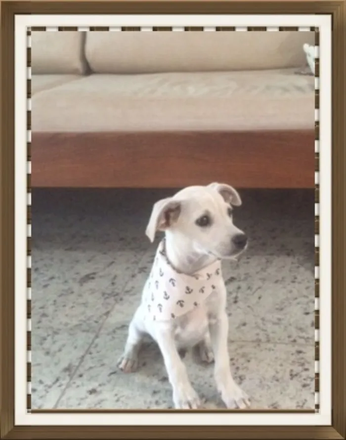 Cachorro raça SRD idade 2 a 6 meses nome Bernard