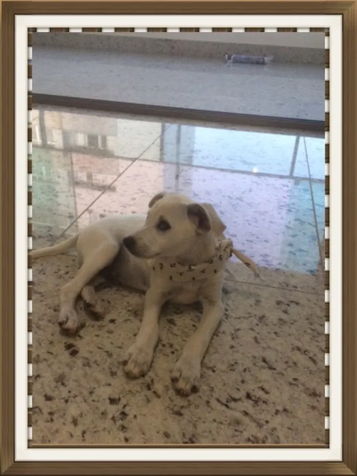 Cachorro raça SRD idade 2 a 6 meses nome Bernard