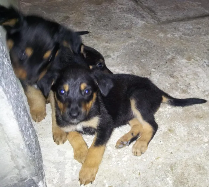 Cachorro ra a srd idade Abaixo de 2 meses nome sem nome