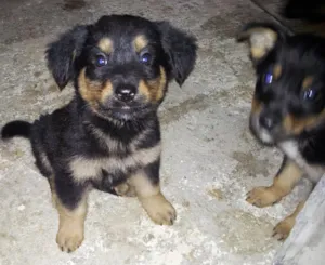 Cachorro raça srd idade Abaixo de 2 meses nome sem nome