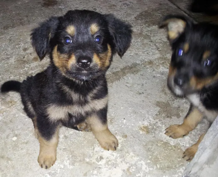 Cachorro ra a srd idade Abaixo de 2 meses nome sem nome