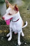 Cachorro raça MESTIÇO idade 1 ano nome DUKE